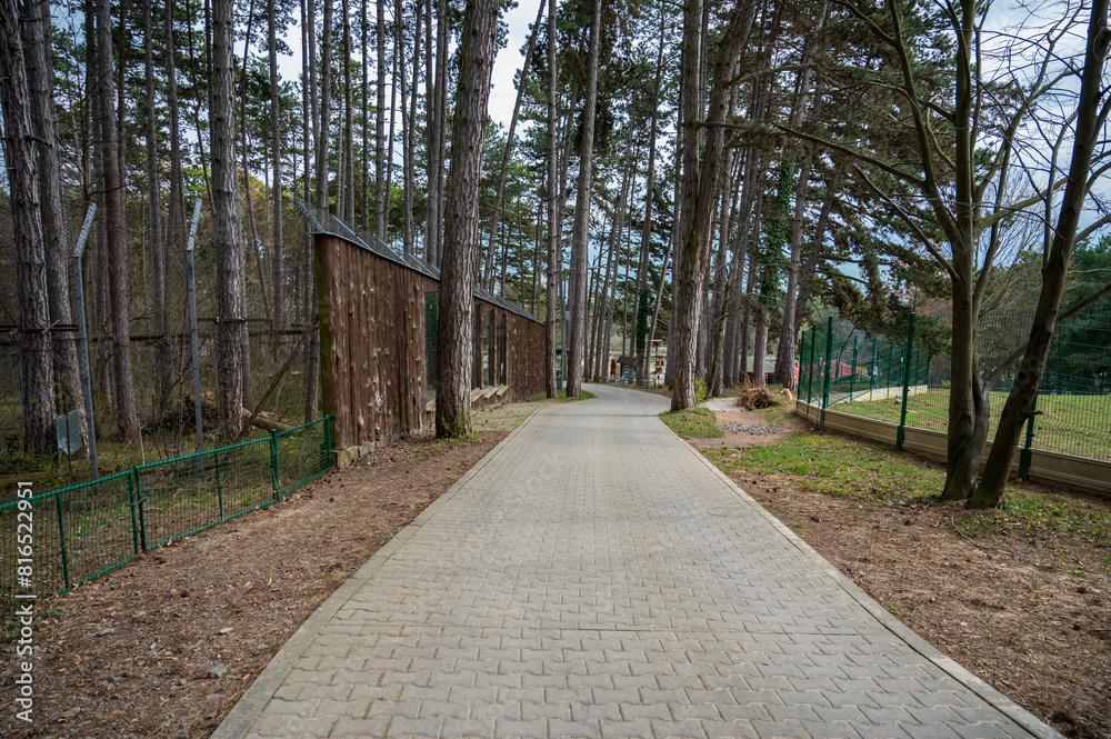 Fototapeta premium Narrow road in the autumn forest.