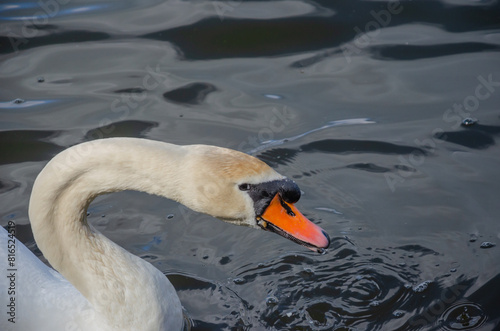 Beautiful White Swan Floating on Water photo