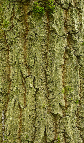 Картината върху платно Beautiful details of the bark of quercus montana
