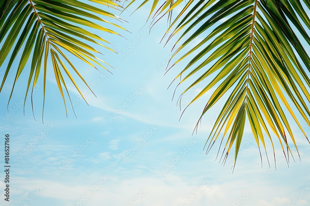 Fototapeta premium A palm tree with its leaves open to the sky
