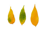 Fall Autumn Leaves Isolated on White Background. File with Clipping Path.