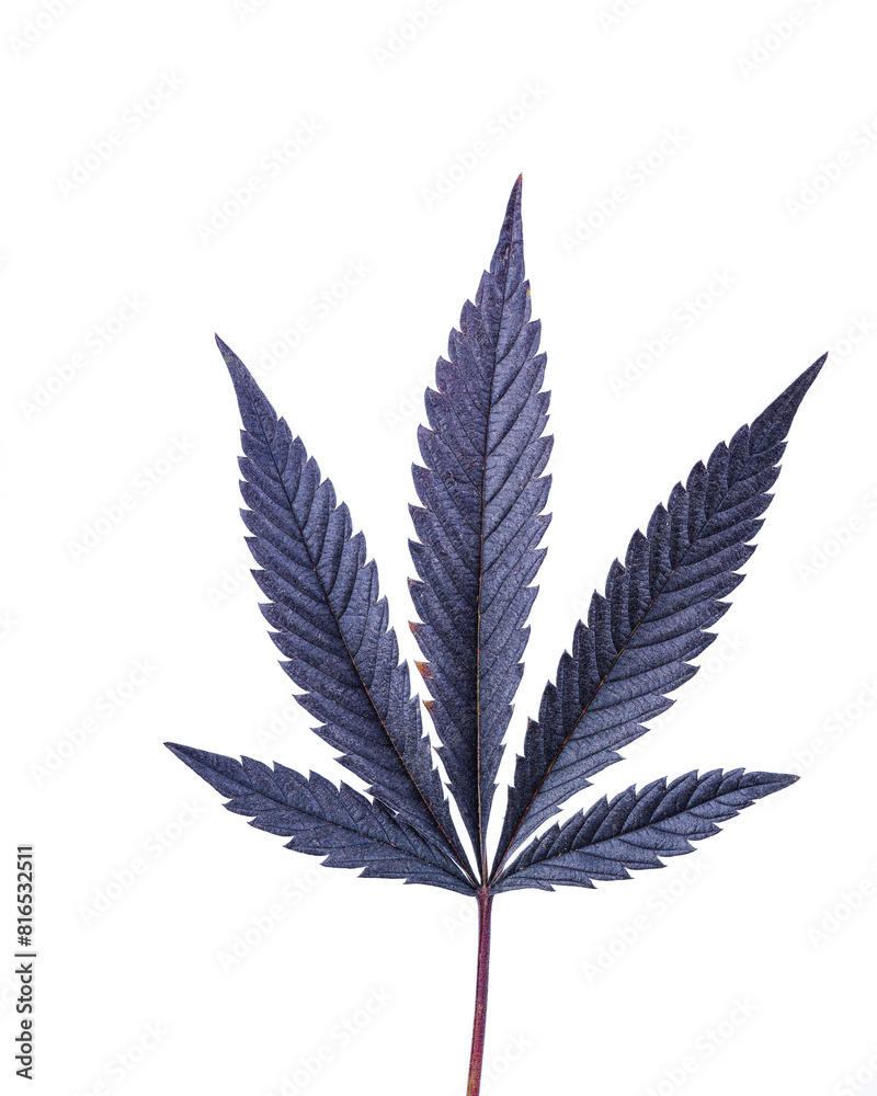 Single Cannabis Leaf Single Cannabis Leaf