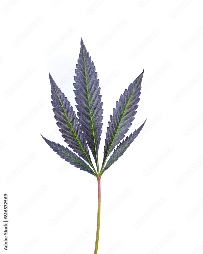 Single Cannabis Leaf Single Cannabis Leaf