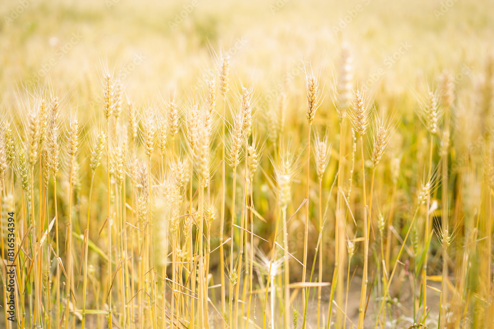Fototapeta premium golden wheat field