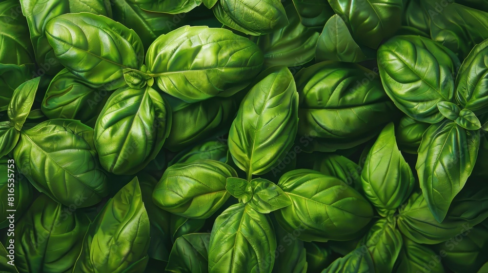 Basil leaves that are freshly green Basil leaves that are freshly green