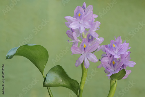 The beauty of the light purple water hyacinth flowers. This plant that grows floating in water has the scientific name Eichhornia crassipes. photo