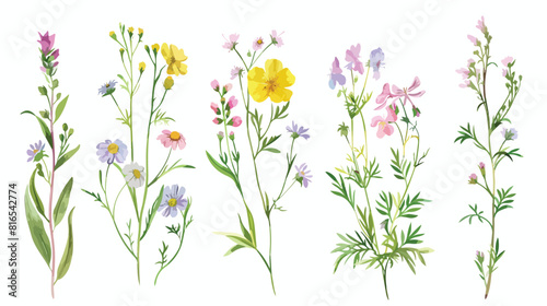 Four of realistic detailed botanical drawings of wild