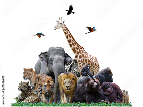 Group of safari animals together on white header with room for text on the bottom side, Group of safari animal isolated on white background
