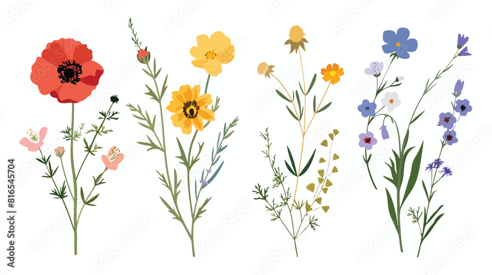 Four of wild blooming meadow flowers isolated on whit