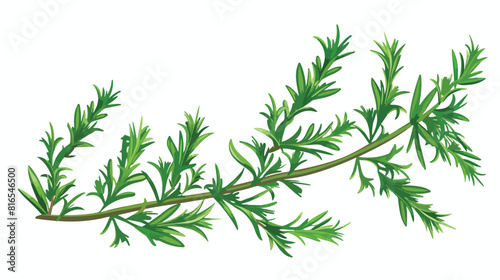 Fresh green rosemary on white background Vector illustration
