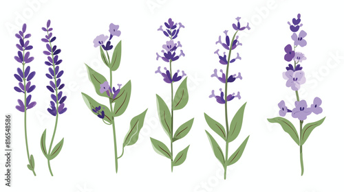 Gentle flowers of lavender. Stem leaf and purple bloom