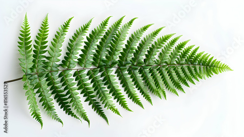A delicate fern leaf isolated on a white background featuring intricate fronds and lush green color perfect for nature garden or educational content   Photo Stock Concept