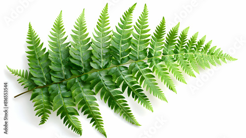 Fern Leaf Isolated on White Background  Photo Realistic Image of Delicate Fern Leaf Highlighting Intricate Fronds and Lush Green Color   Perfect for Nature  Garden  or Educational 