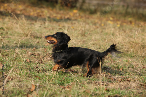 Amazing dachshund in move