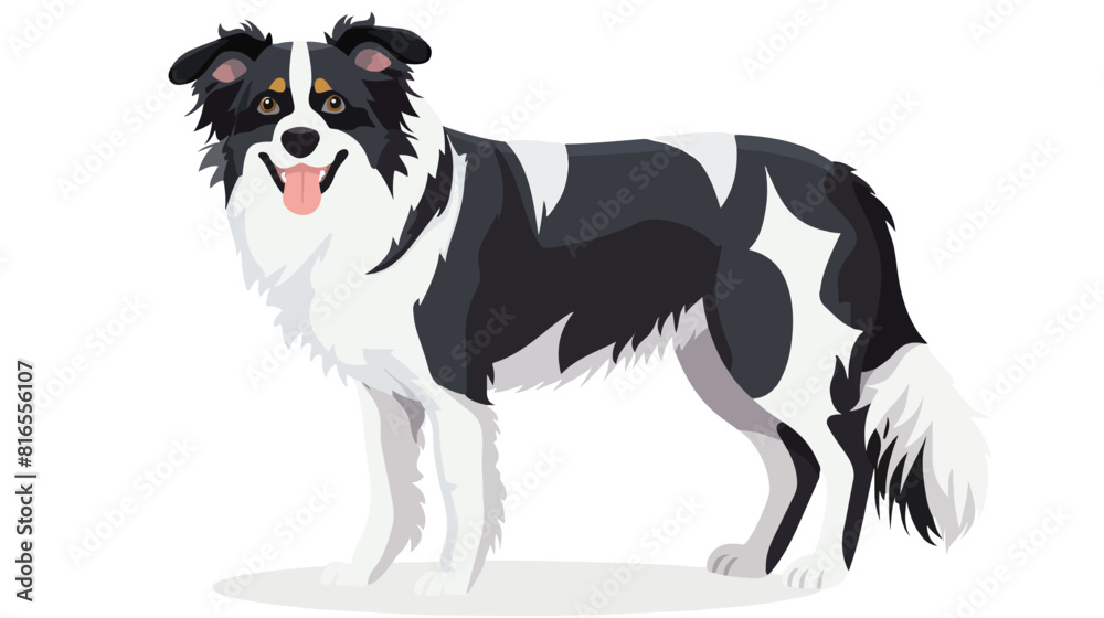 Happy dog of Border Collie breed. Cute canine animal