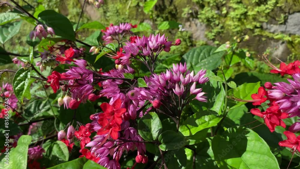 Bees flying on pink bleeding heart vine (Clerodendrum speciosum) flower on garden home backyard Bees flying on pink bleeding heart vine (Clerodendrum speciosum) flower on garden home backyard