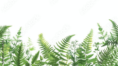 Horizontal background with beautiful ferns wild herbs © Mishab