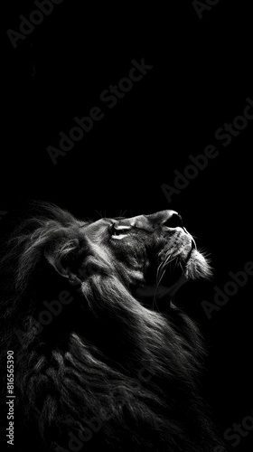 Black and white lion in the dark.