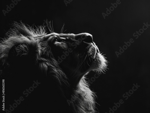 Black and white lion in the dark. © Moinul