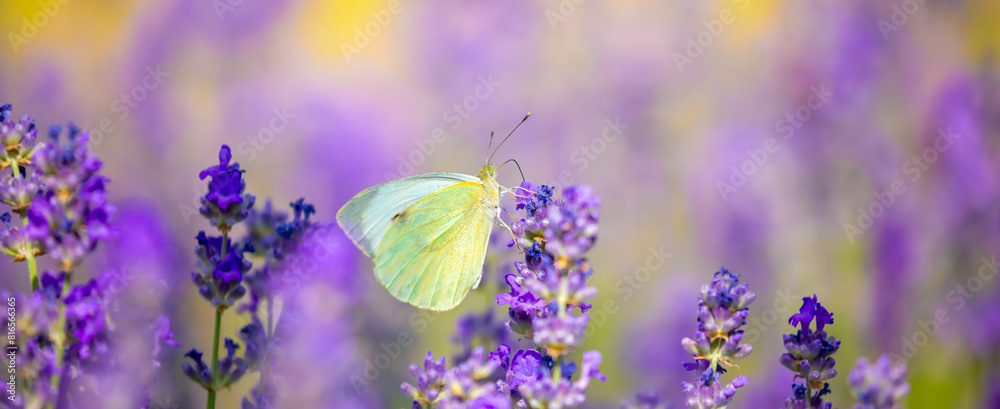 Butterflies on spring lavender flowers under sunlight. Beautiful landscape of nature with a panoramic view. Hi spring. long banner Butterflies on spring lavender flowers under sunlight. Beautiful landscape of nature with a panoramic view. Hi spring. long banner