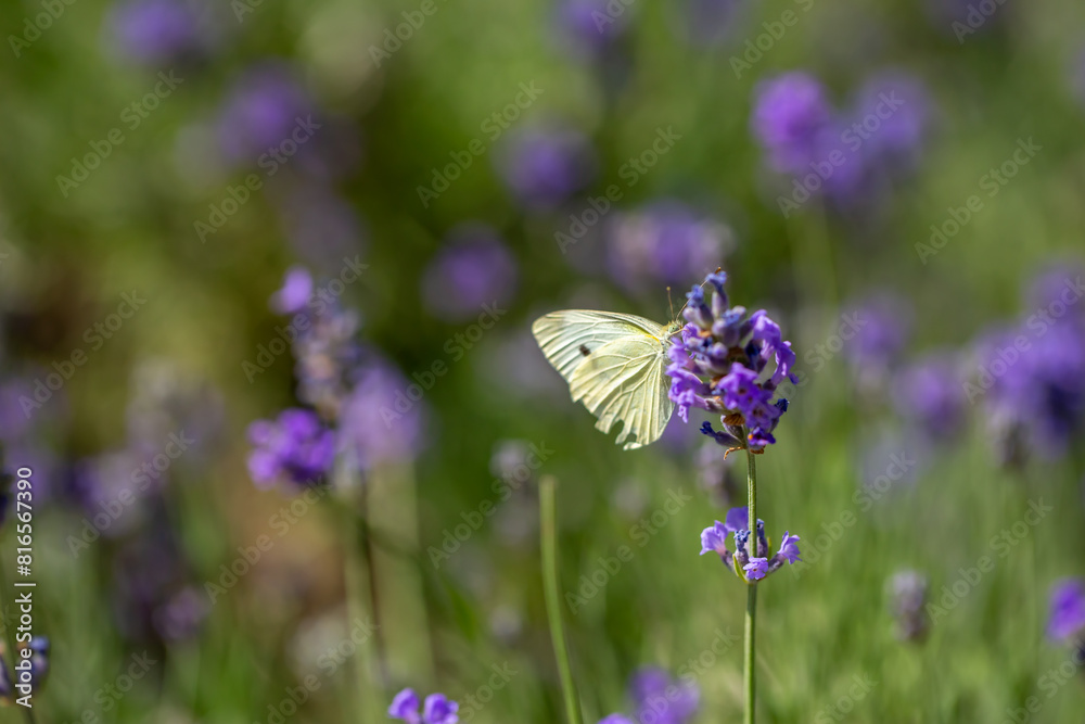 Naklejka premium Butterflies on spring lavender flowers under sunlight. Beautiful landscape of nature with a panoramic view. Hi spring. long banner