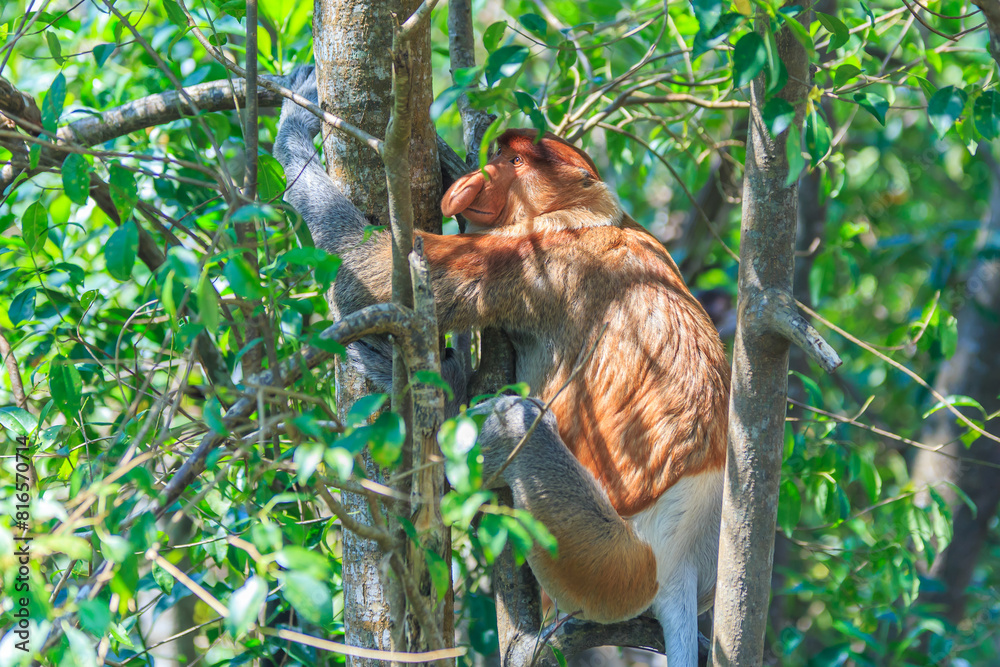 Obraz premium proboscis monkey or nasalis larvatus