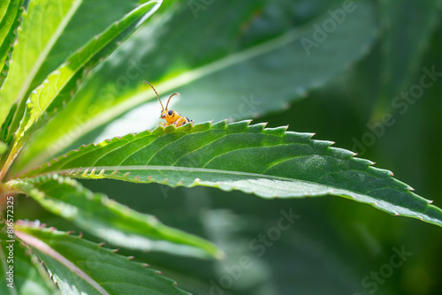Elm-leaf beetle (Xanthogaleruca luteola) sits on green leaf. Nature, macro © Anastasiia