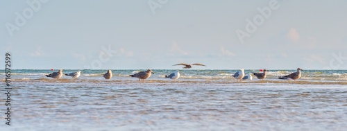   Seagulls in shallow water. Close up of seagulls standing over clear water at the beach. Panoramic photo.