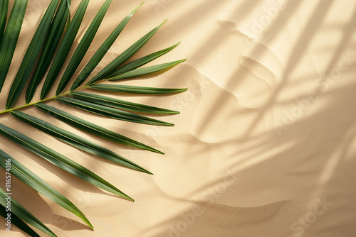 top view of tropical palm leaf shadow on sand color background