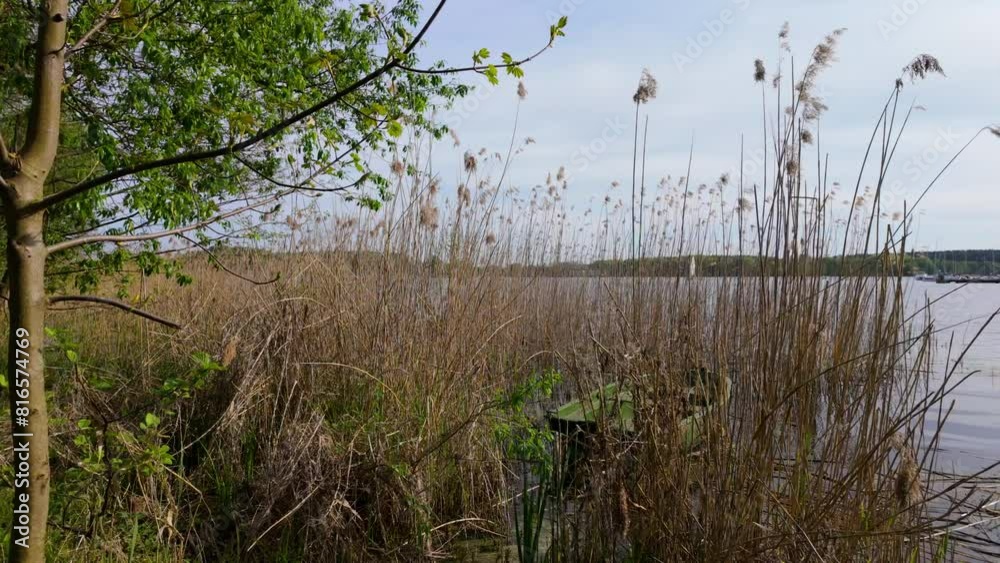 Tall reeds growing along the edge of Ukiel Lake in Olsztyn, with a view through the vegetation to the water and distant trees. Tall reeds growing along the edge of Ukiel Lake in Olsztyn, with a view through the vegetation to the water and distant trees.