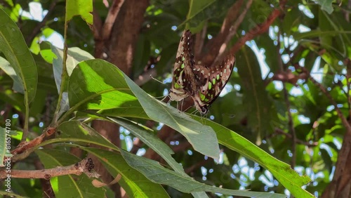 A pair of  the tailed jay butterflies mating perch on the leaves.Graphium Agamemnon agamemnon photo