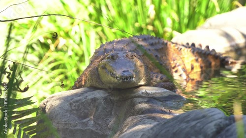A freshwater crocodile, crocodylus johnstoni basking by the river bank, close up shot. photo