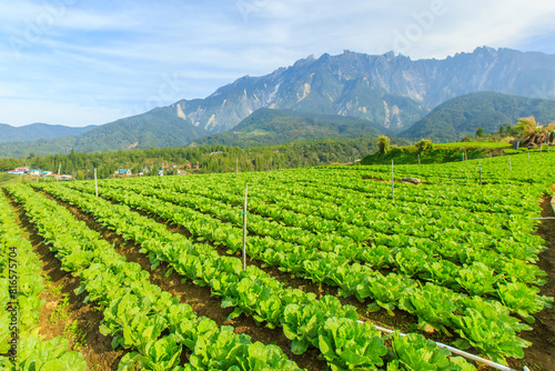 Kundasang Sabah landscape with cabbage farm and Mount Kinabalu at far background during morning.