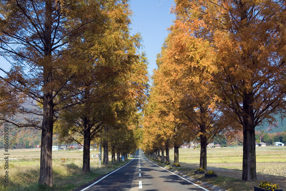 黄葉したメタセコイヤ並木