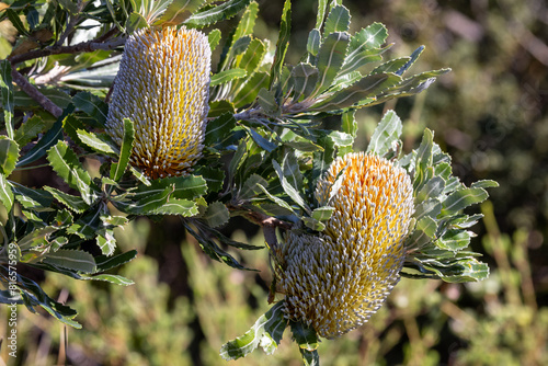 Australian Saw or Old Man Banksia tree in flower