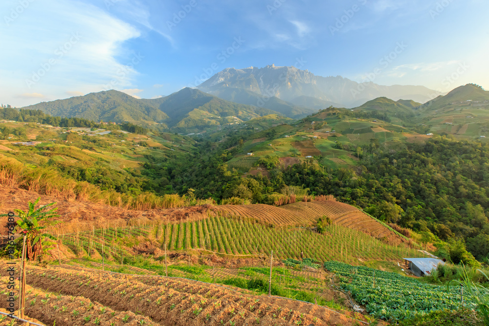 Kundasang Sabah landscape with cabbage farm and Mount Kinabalu at far background during morning.