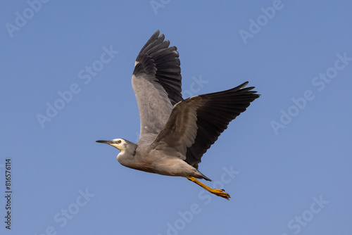 Australian White-faced Heron in flight