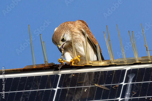 Australian Nankeen Kestrel feeding a grasshopper whilst perched on bird spikes on a solar panel