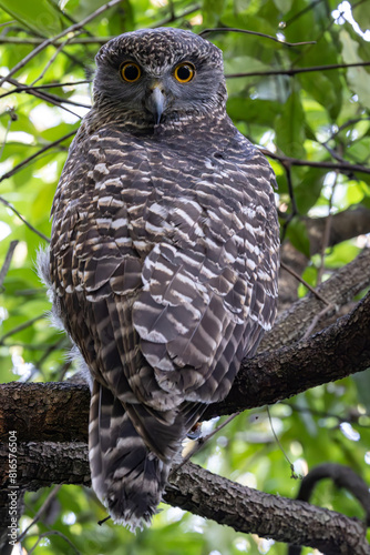 Australian Powerful Owl roosts by day in understory foliage