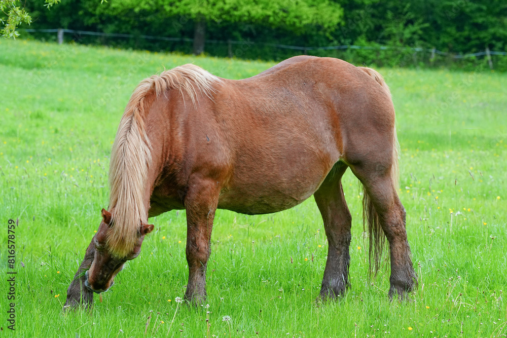 Fototapeta premium Pferde auf der Weide in der Natur 