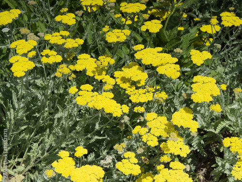 Achillea mil 'Moonshine' (Yarrow) forming clumps of silver-green palmately foliage and bright yellow flat flower heads rise on straight and hairy  stalks in late spring through early summer
