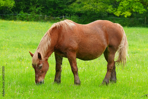 Pferde auf der Weide in der Natur 