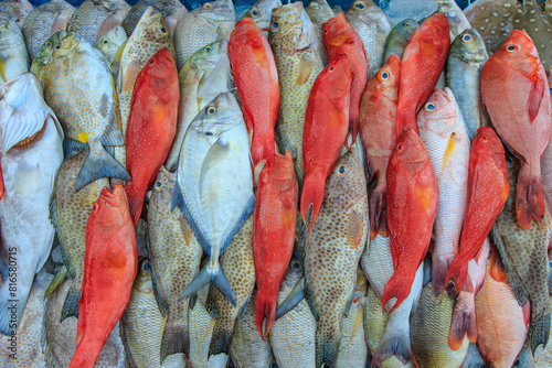 Close up of a variety of colorful fresh fish on display at fishmarket. photo
