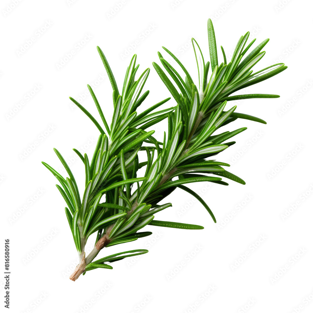 Fresh Rosemary Herb on Isolated Background. Fresh Rosemary Herb on Isolated Background.