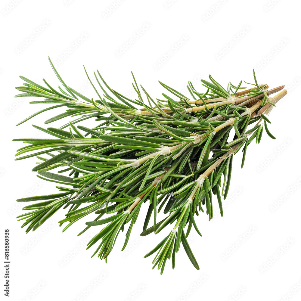 Fototapeta premium Fresh Rosemary Herb on a Clean White Background.