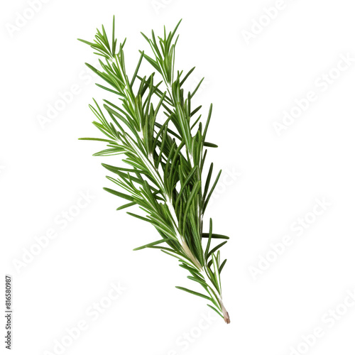 Fresh Rosemary Herb Leaves on a Clean Background.