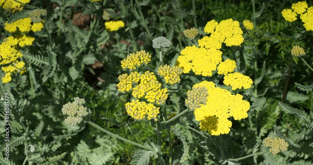 (Achillea Clypeolata) Yarrow 'Moonshine' with feathery grey-green foliage and erect, leafy stems bearing flat heads of small bright yellow flowers daisy-like
(Achillea Clypeolata) Yarrow 'Moonshine' with feathery grey-green foliage and erect, leafy stems bearing flat heads of small bright yellow flowers daisy-like