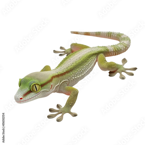 Vibrant Day Gecko Standing Out on a Solid Background.