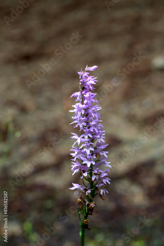 The wild orchid (Dactylorhiza maculata) with pink flowers grows in its natural habitat.