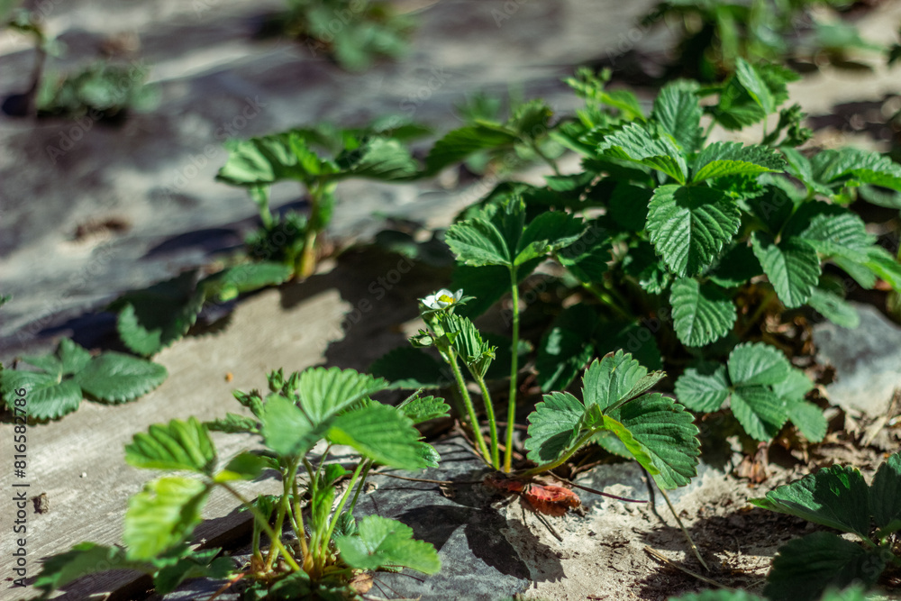 Obraz premium young strawberry bushes seedlings grow on a strawberry patch. gardening and strawberry cultivation concept